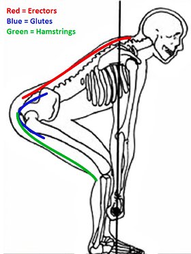 deadlift-erectors-glutes-hamstrings